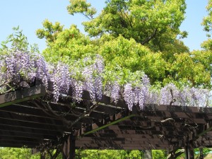 IMG_0633 - コピー