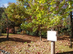 IMGP1616