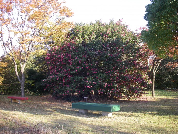 IMGP7001