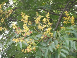 IMG_0447