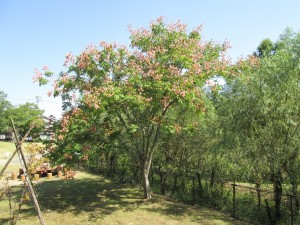 IMG_0480