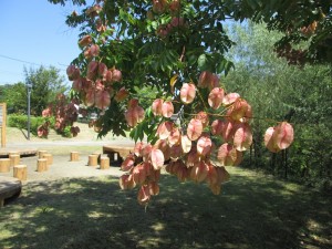 IMG_0481