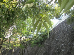 IMG_2382