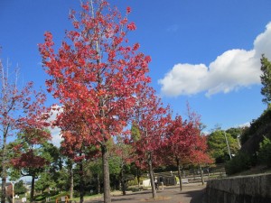 mimijibafuu4