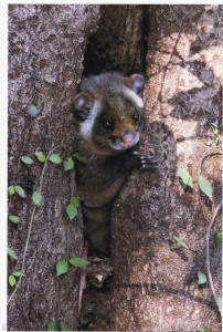 かわいい野生動物がきました