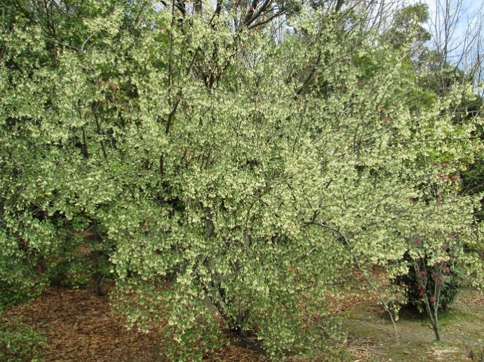 グミの花 おでかけナビ 名古屋と愛知の公園であそぼう