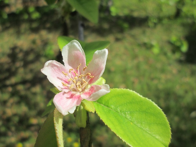 カリンの花