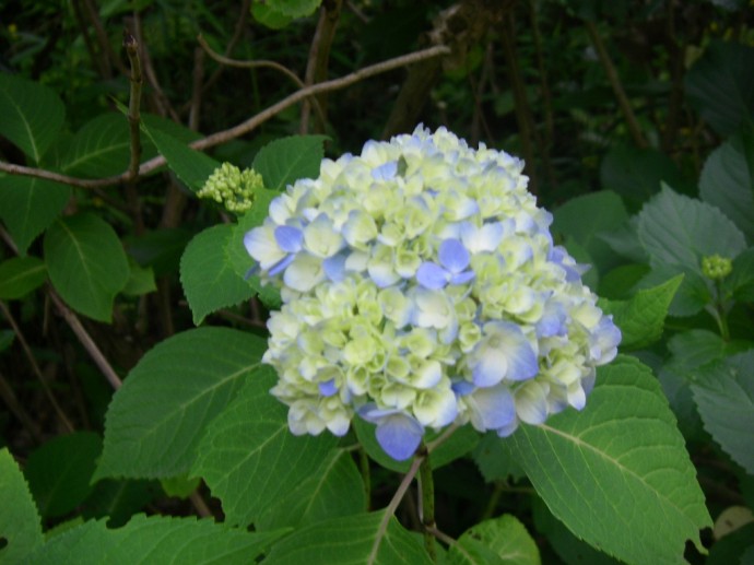 IMGP6053