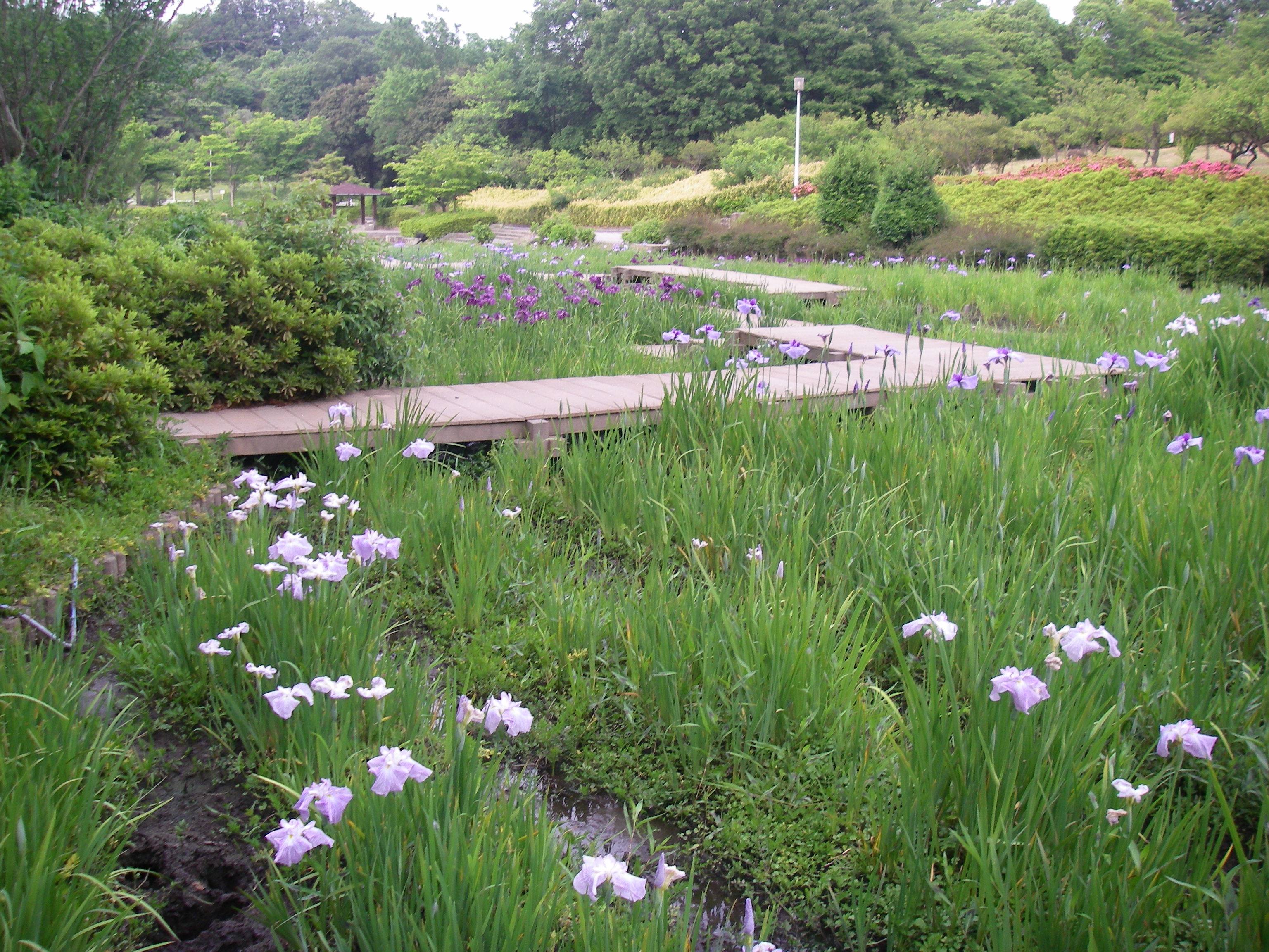 花しょうぶ おでかけナビ 名古屋と愛知の公園であそぼう