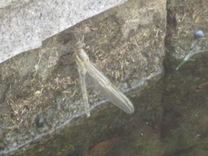 IMG_2507