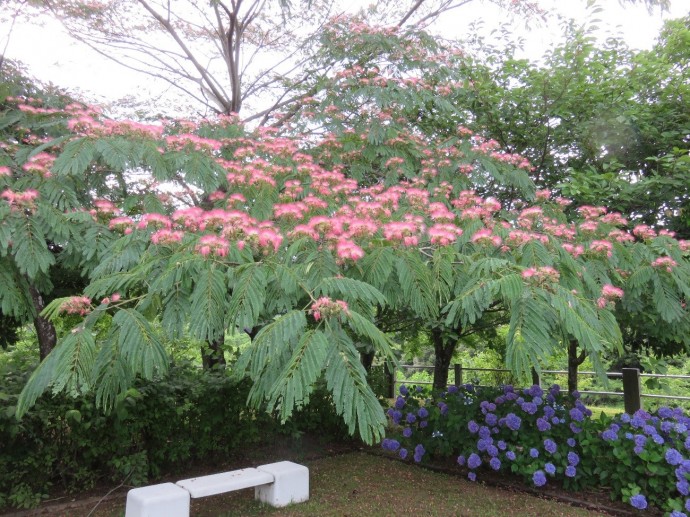 ねむの木の花が満開です