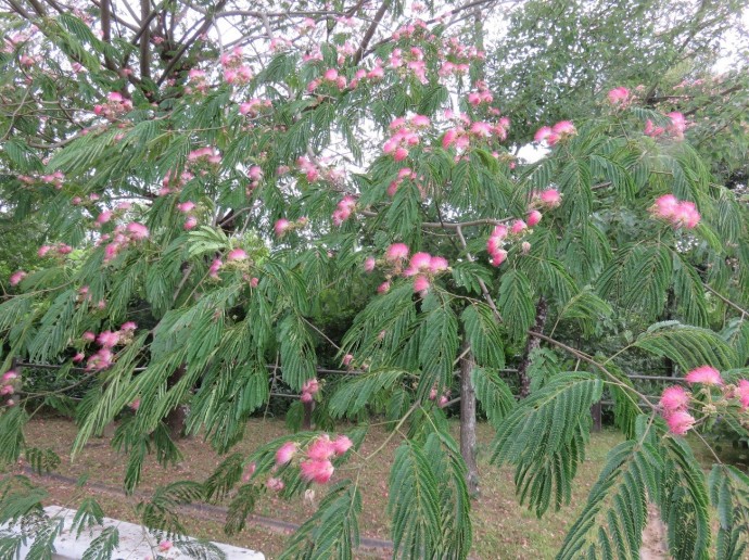 ねむの木の花が満開です