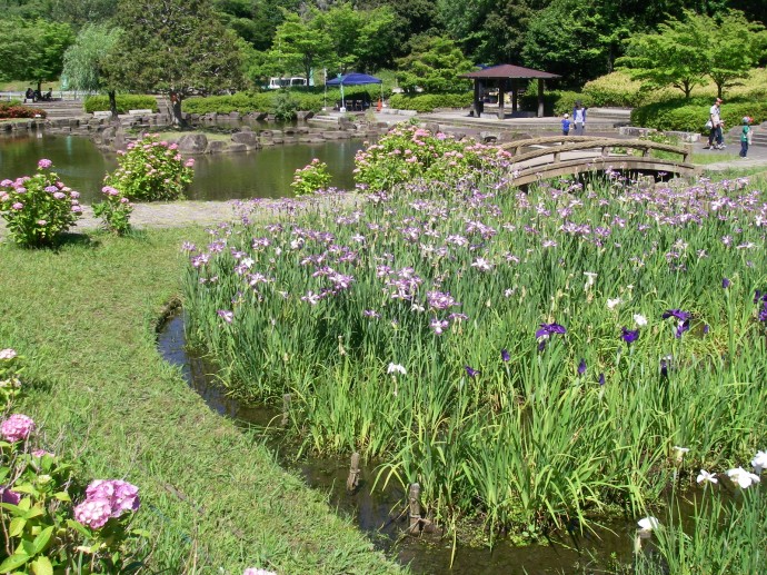 花しょうぶ おでかけナビ 名古屋と愛知の公園であそぼう