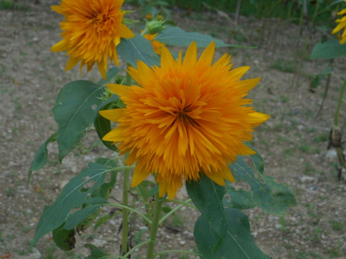DSCN1993