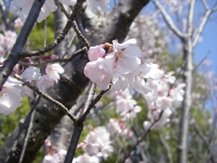 彼岸桜