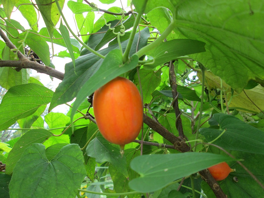 この実何の実 カラスウリ おでかけナビ 名古屋と愛知の公園であそぼう