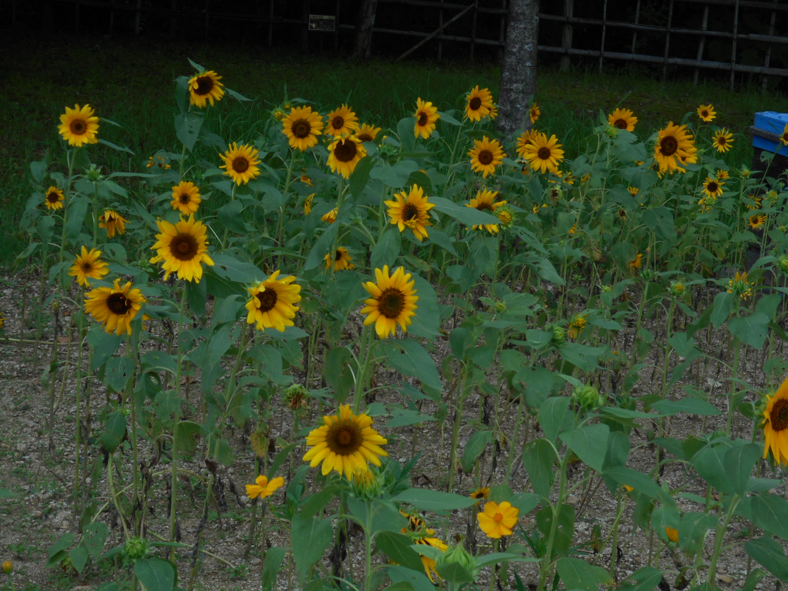 学習の森だより ひょうたん ひまわり日記page7 おでかけナビ 名古屋と愛知の公園であそぼう