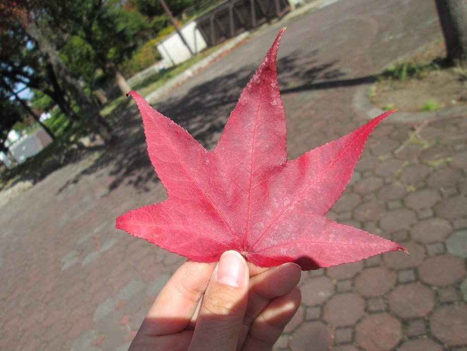 この葉何の葉 モミジバフウ おでかけナビ 名古屋と愛知の公園であそぼう