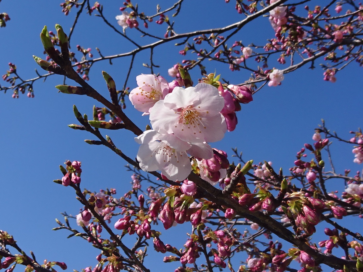 ヒガンザクラ おでかけナビ 名古屋と愛知の公園であそぼう