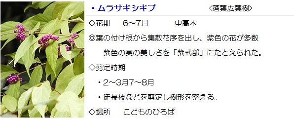 ムラサキシキブ おでかけナビ 名古屋と愛知の公園であそぼう