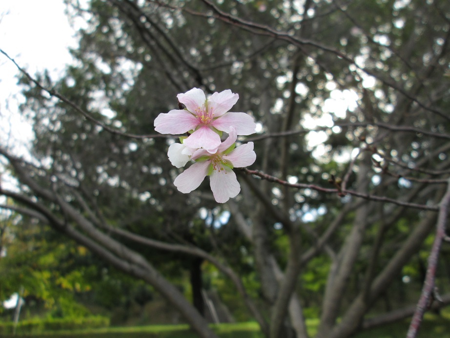 シキザクラが咲き始めました! おでかけナビ・名古屋と愛知の公園であそぼう!おでかけナビ・名古屋と愛知の公園であそぼう!