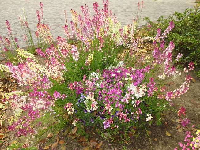 すてきな春の花壇 ｕ おでかけナビ 名古屋と愛知の公園であそぼう