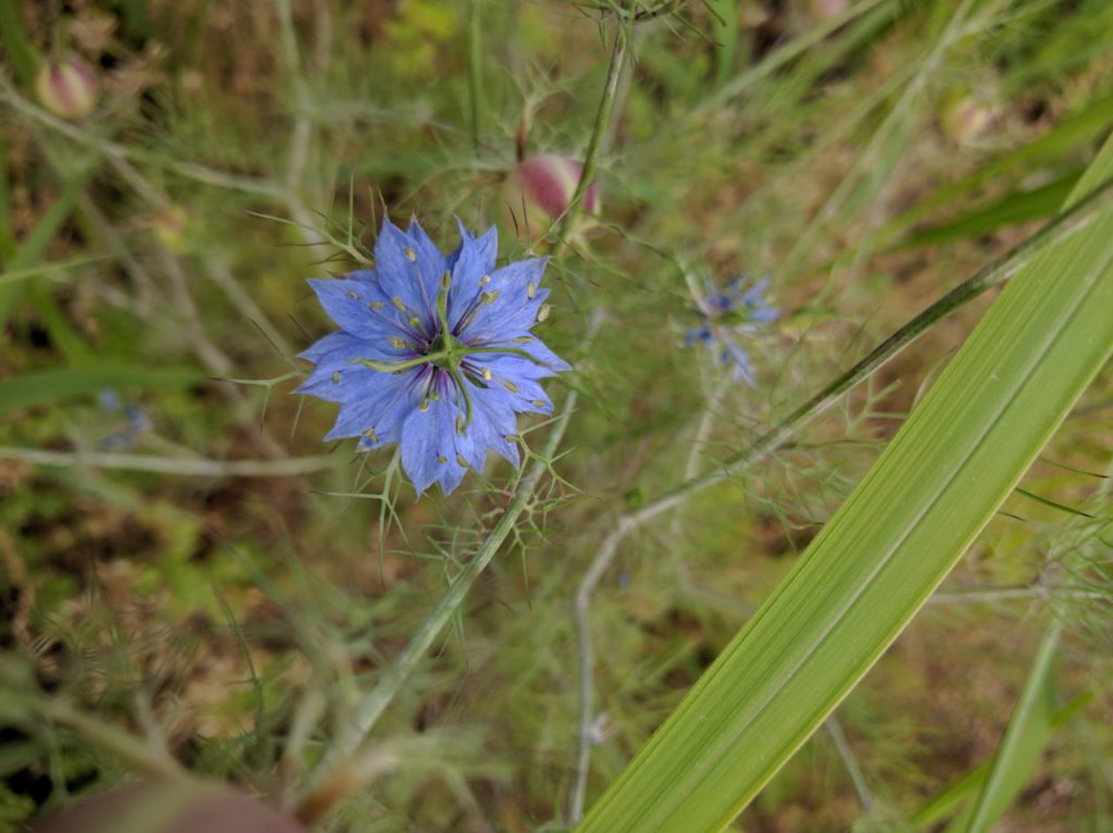 雑草の中のちょっとお洒落な花