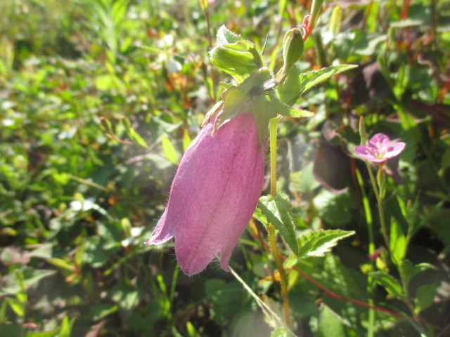 ホタルブクロ おでかけナビ 名古屋と愛知の公園であそぼう