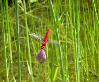 2b5e5f55d523a77868ea4b70869bab