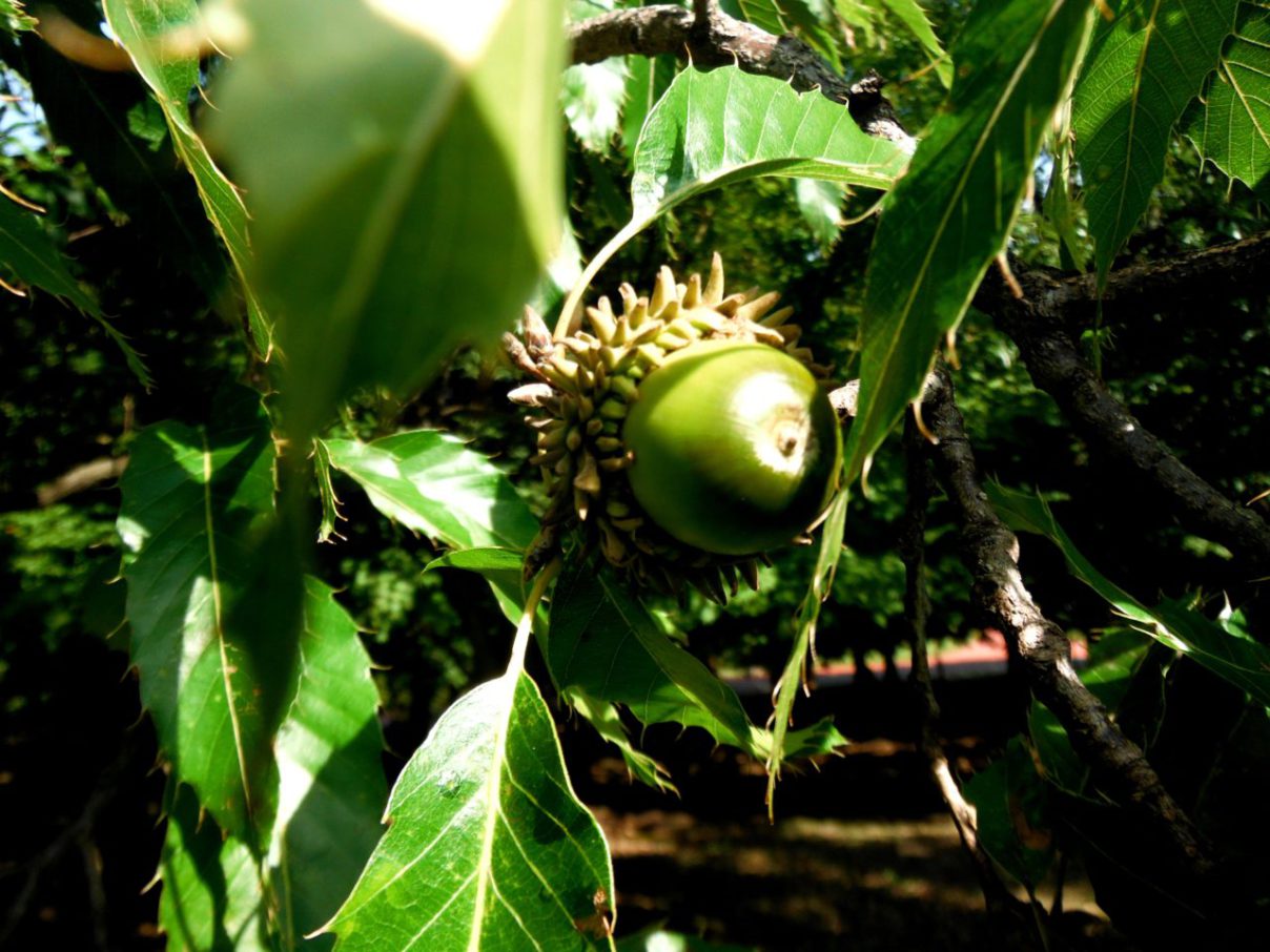 おおきい！まんまるどんぐり クヌギ - おでかけナビ・名古屋と愛知の