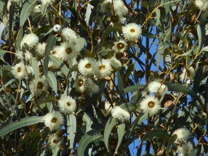 ユーカリの花 おでかけナビ 名古屋と愛知の公園であそぼう