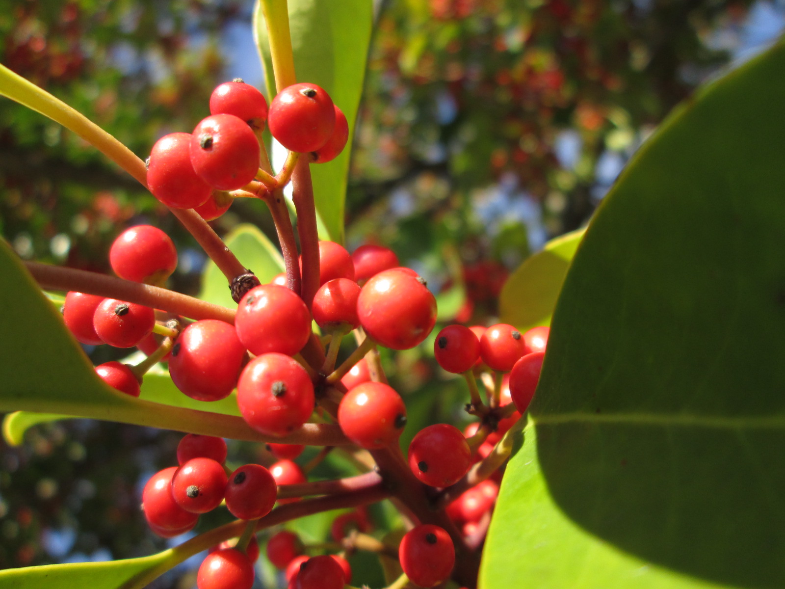 赤い実がこんなに木にいっぱい クロガネモチ おでかけナビ 名古屋と愛知の公園であそぼう