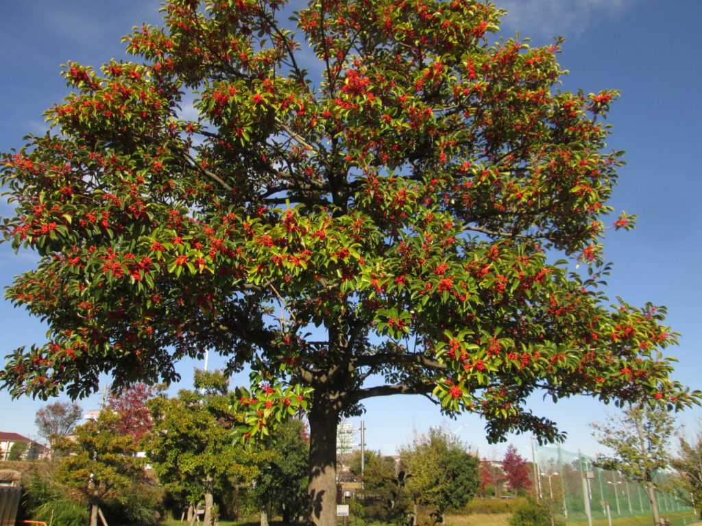 赤い実がこんなに木にいっぱい クロガネモチ