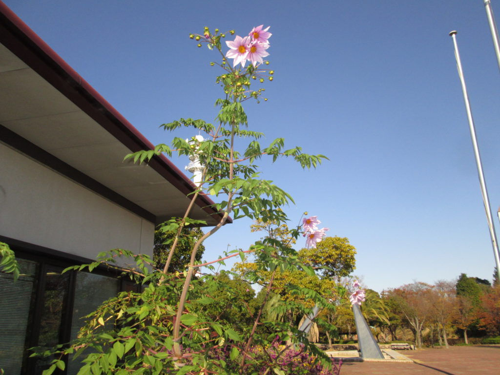 見上げるほどに大きいよ 皇帝ダリア おでかけナビ 名古屋と愛知の公園であそぼう