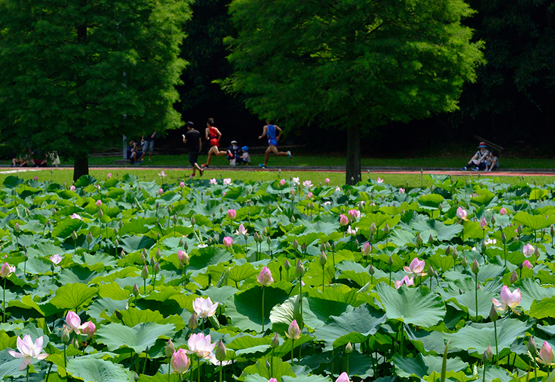 第11回 ふれあい百景フォトコンテストあいち健康の森公園 優秀賞『ハスの花の喝采』