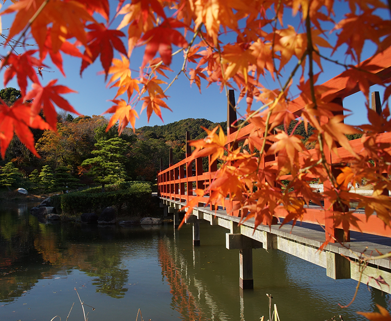 第11回 ふれあい百景フォトコンテスト東三河ふるさと公園 優秀賞『紅葉に染まるふるさと公園』