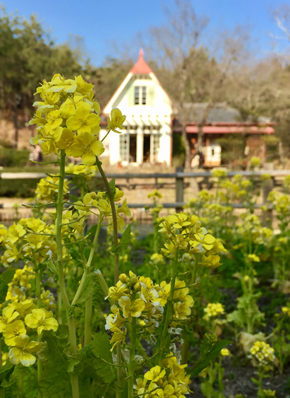 第11回 ふれあい百景フォトコンテスト愛・地球博記念公園 スマホ部門入選『菜の花と草壁家』