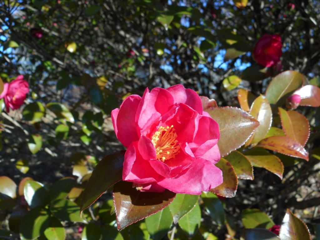 サザンカ 山茶花 サザンカ 山茶花