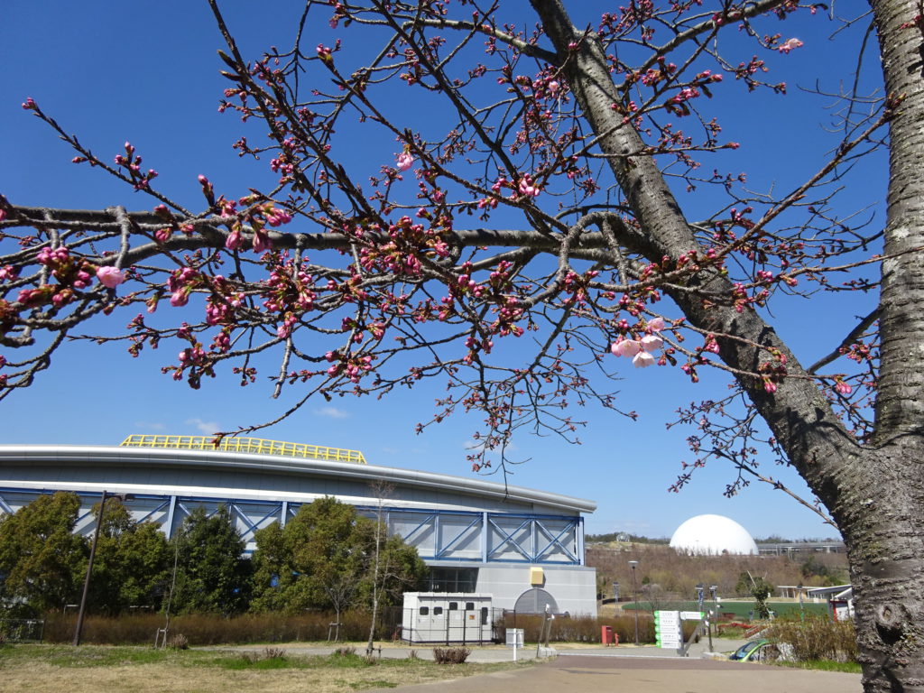 オオカンザクラ おでかけナビ 名古屋と愛知の公園であそぼう