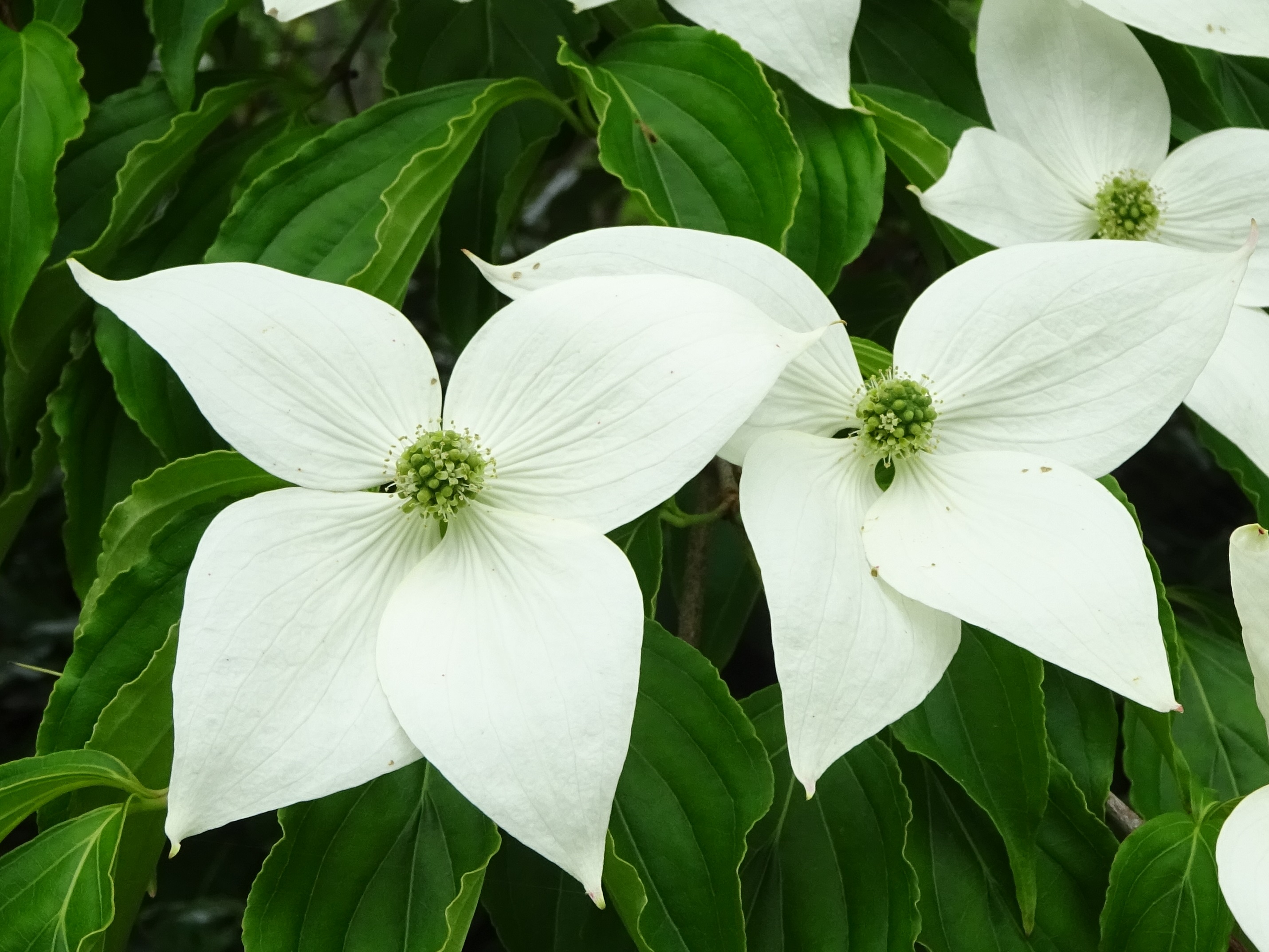 ヤマボウシ おでかけナビ 名古屋と愛知の公園であそぼう ヤマボウシ おでかけナビ 名古屋と愛知の公園であそぼう