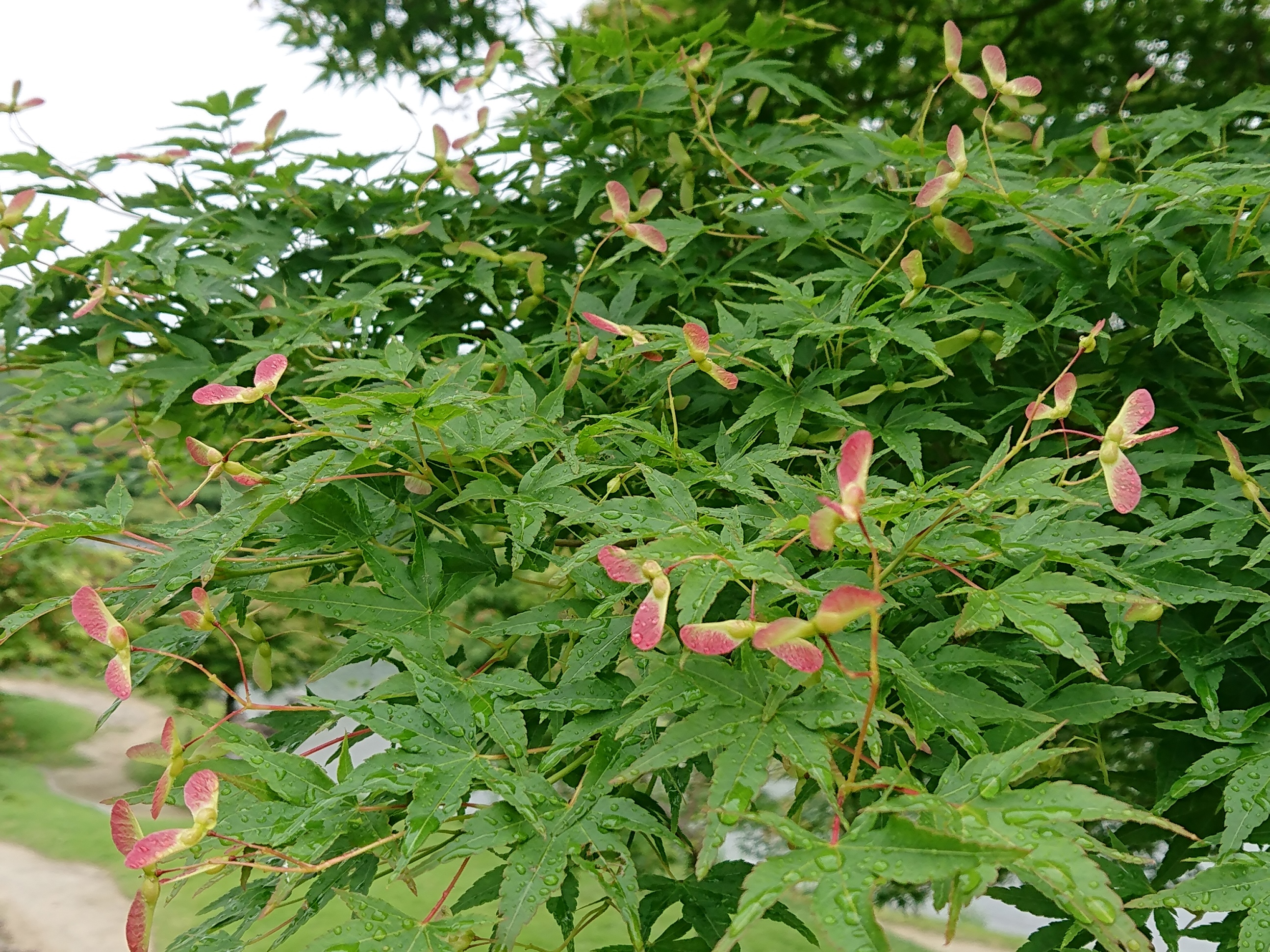 もみじのプロペラ発見 おでかけナビ 名古屋と愛知の公園であそぼう