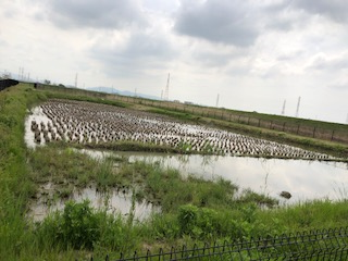 田んぼビオトープ（安城）