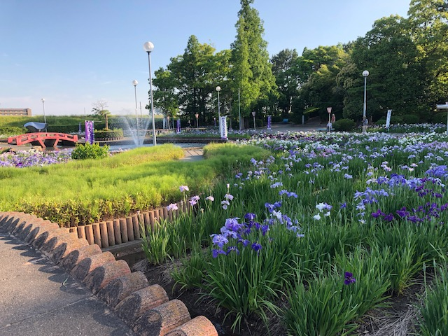 花しょうぶが見ごろです おでかけナビ 名古屋と愛知の公園であそぼう