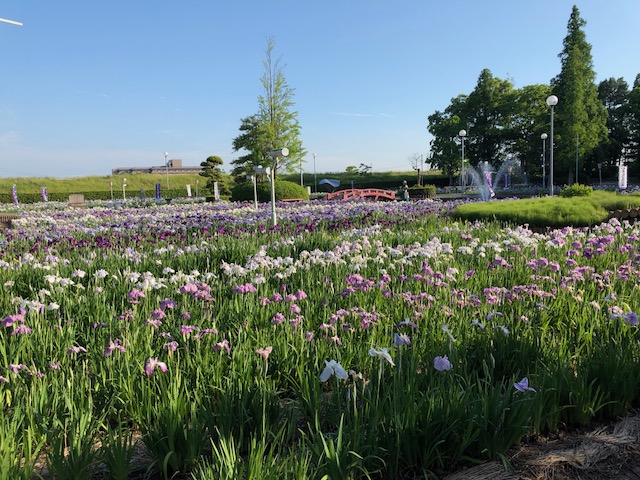 近隣施設 花しょうぶ園 碧南 おでかけナビ 名古屋と愛知の公園であそぼう