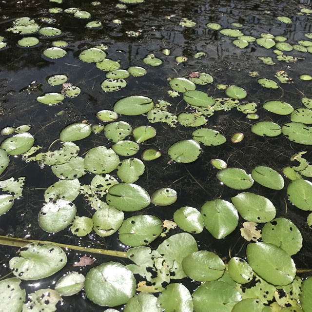 修景庭園