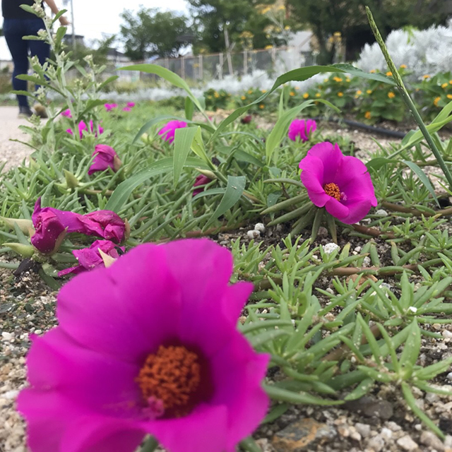 油ヶ淵水辺公園