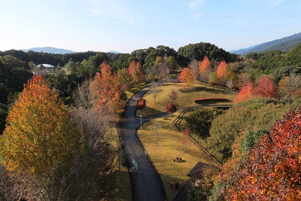 紅葉の森