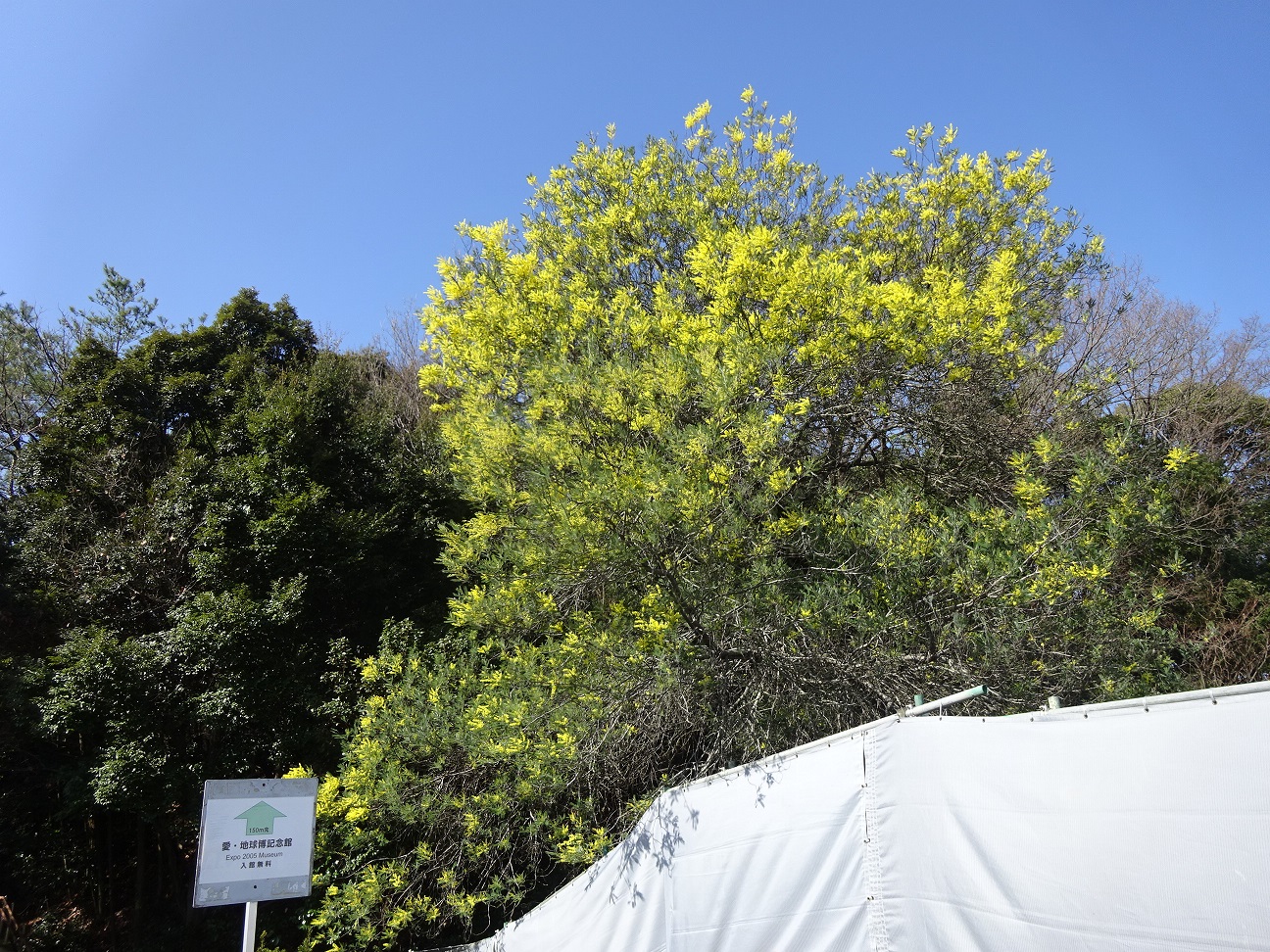 フサアカシア ミモザ