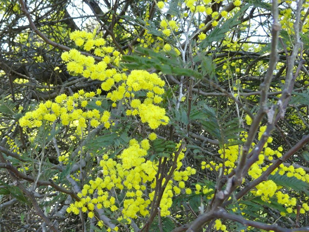 フサアカシア ミモザ