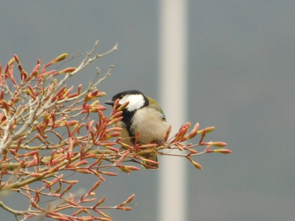 公園内で見られる鳥たち 2